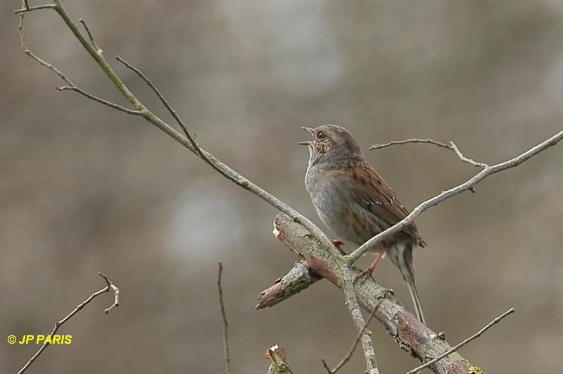 Prunella modularis